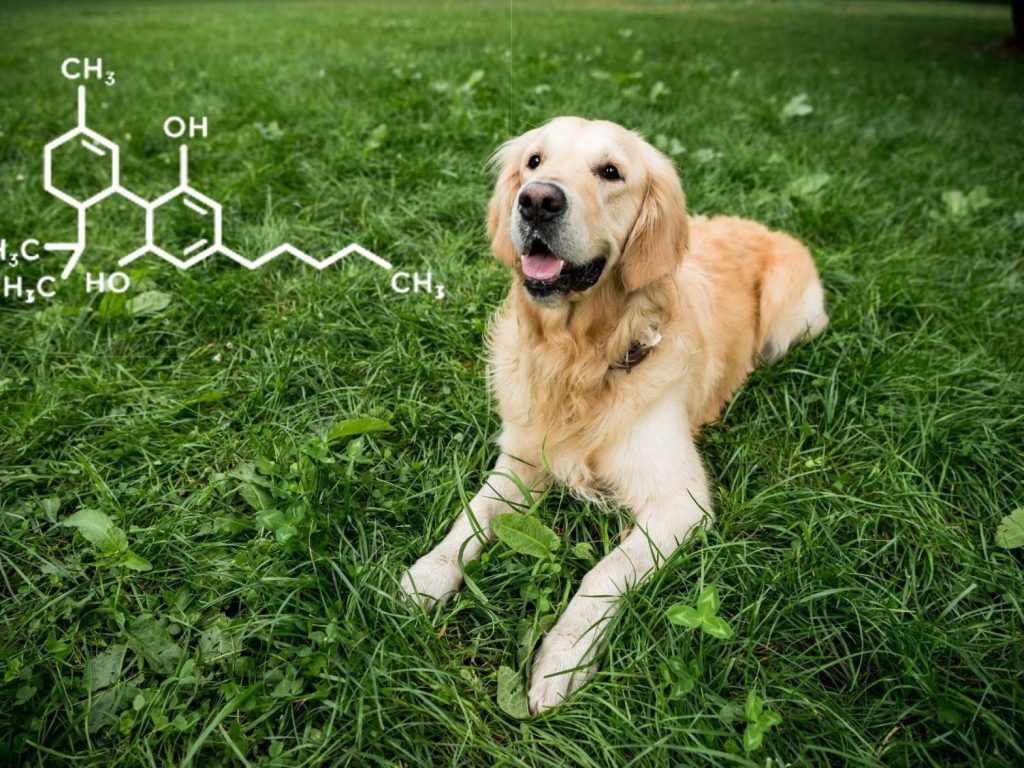 cannabis oil for dogs